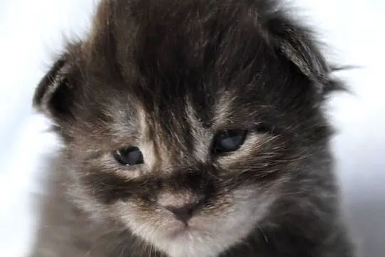 Kociaczki  maine coon z prawdziwym rodowodem., Dolnośląskie, Brzezia Łąka