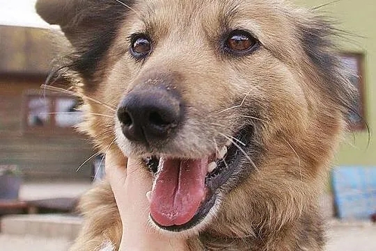 Wspaniała Kuleczka, łagodna z kochającym serduszki