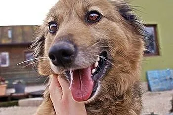 Wspaniała Kuleczka, łagodna z kochającym serduszki