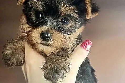 Yorkshire terrier mini maluszki