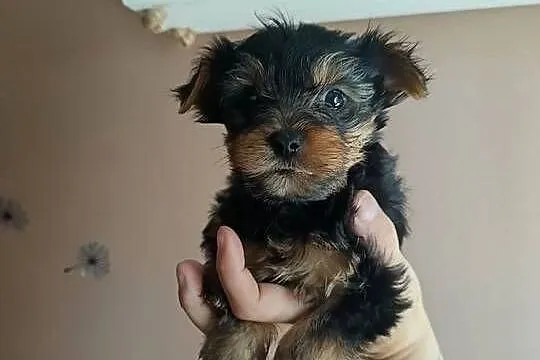 Yorkshire terrier mini maluszki, Kujawsko-pomorskie, Włocławek
