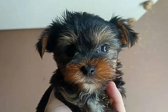 Yorkshire terrier mini maluszki, Kujawsko-pomorskie, Włocławek