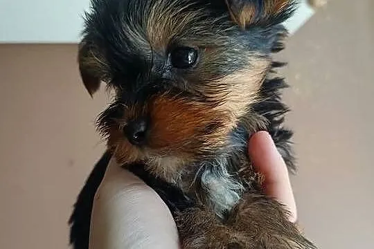 Yorkshire terrier mini maluszki, Kujawsko-pomorskie, Włocławek