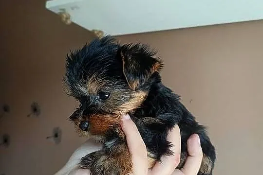 Yorkshire terrier mini maluszki, Kujawsko-pomorskie, Włocławek