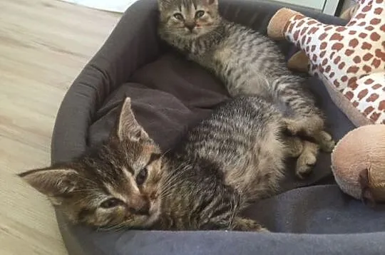 Kocie rodzeństwo Moro i Charlie_