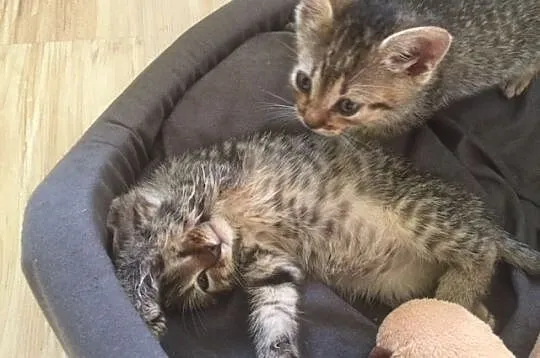 Kocie rodzeństwo Moro i Charlie_