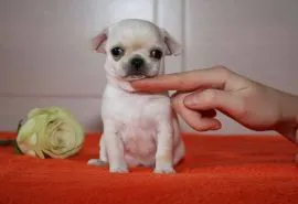 Urocze szczenięta chihuahua i szczenięta do tresury w domu na sprzedaż.