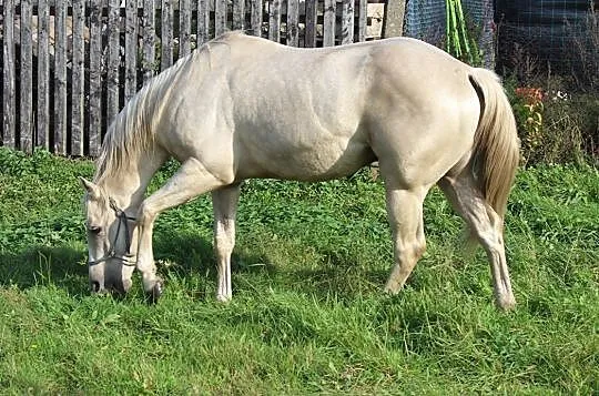 Stanówka ogierem AQH, Opolskie, Olesno