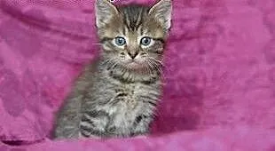 Malenkie kotki puszyste i gładkie 6-7 tyg,adopcja!