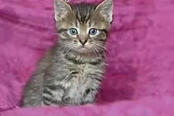 Malenkie kotki puszyste i gładkie 6-7 tyg,adopcja!