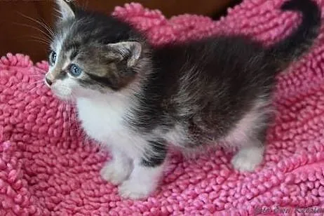Malenkie kotki puszyste i gładkie 6-7 tyg,adopcja!