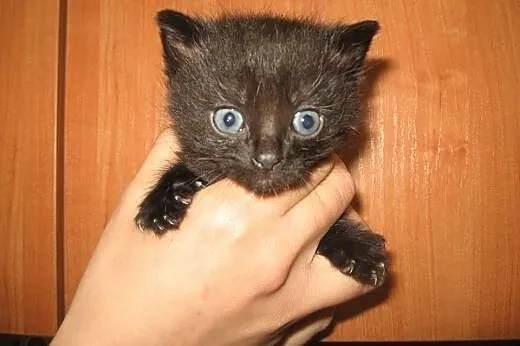 Malenkie kotki puszyste i gładkie 6-7 tyg,adopcja!