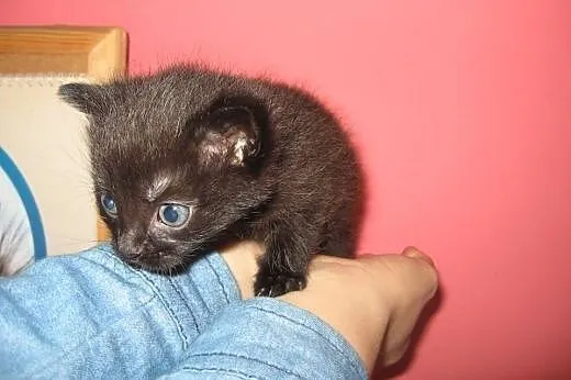 Malenkie kotki puszyste i gładkie 6-7 tyg,adopcja!