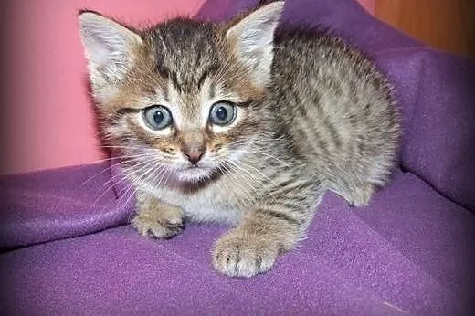 Malenkie kotki puszyste i gładkie 6-7 tyg,adopcja!