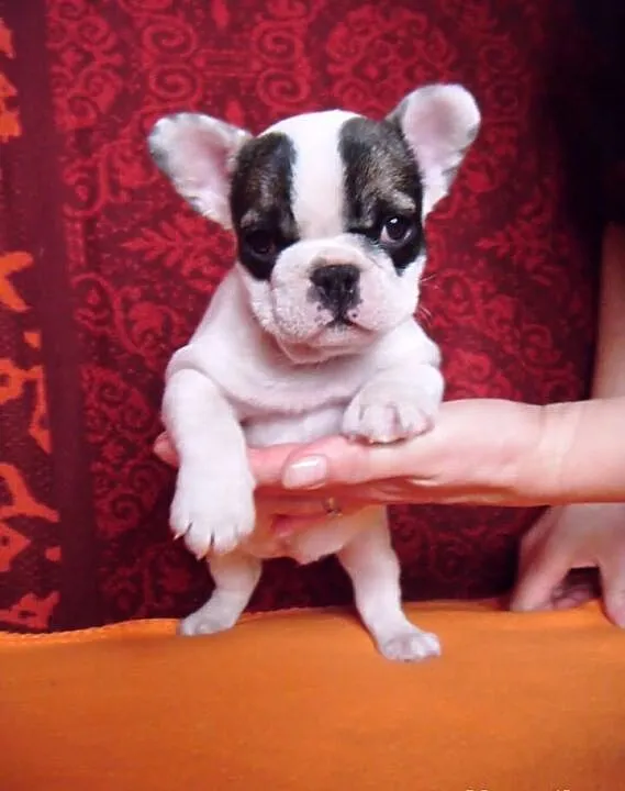 Buldog francuski suczka