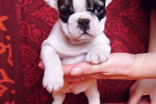 Buldog francuski suczka