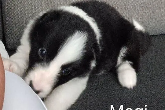 Megi,sunia Border Collie, Łódzkie, Łódź