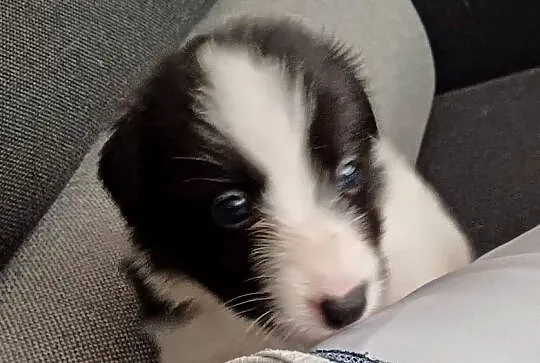 Megi,sunia Border Collie, Łódzkie, Łódź