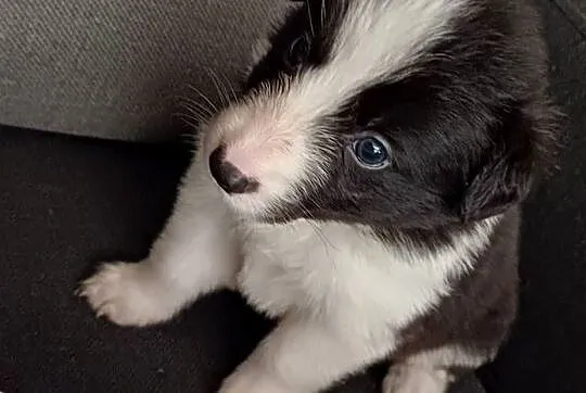 Megi,sunia Border Collie, Łódzkie, Łódź