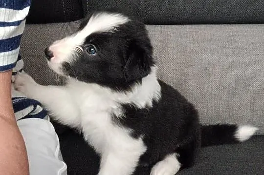 Megi,sunia Border Collie, Łódzkie, Łódź