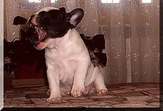 Buldog francuski, Buldog cała Polska