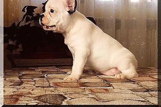 Buldog francuski,  Buldog cała Polska