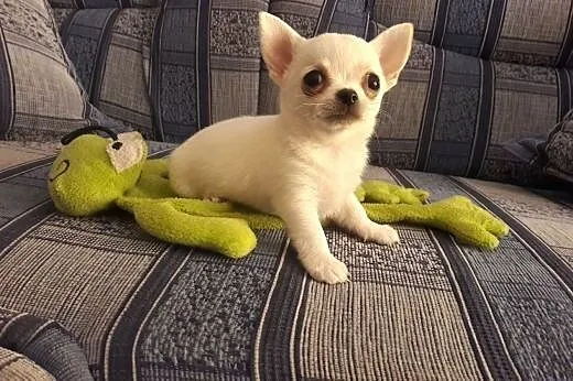 Chihuahua krótkowłose - mini szczeniaczek,  śląski