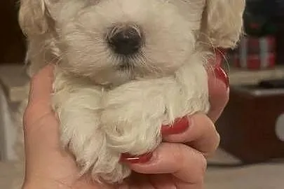 Maltipoo piesek biszkoptowy F1, Śląskie, Częstochowa