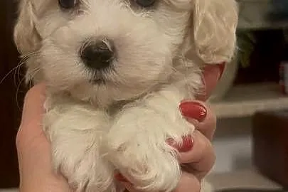 Maltipoo piesek biszkoptowy F1, Śląskie, Częstochowa