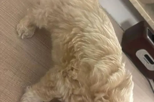 Maltipoo piesek biszkoptowy F1, Śląskie, Częstochowa