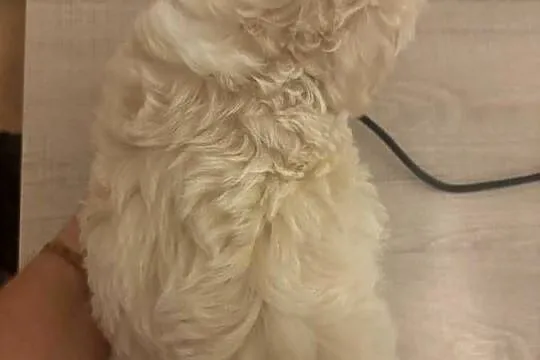 Maltipoo piesek biszkoptowy F1, Śląskie, Częstochowa