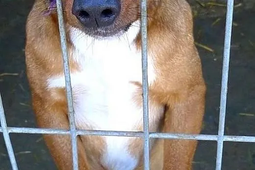 Już nie wierzę, że ktoś mnie przygarnie do serca..