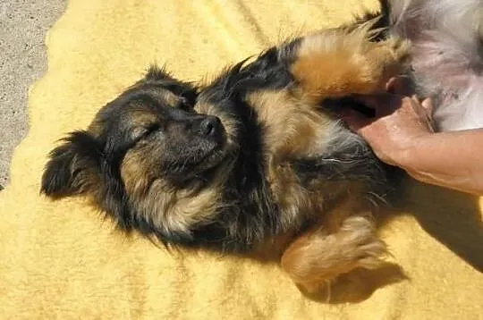 Muszka - mała, urocza suczka czeka na nowy kochają