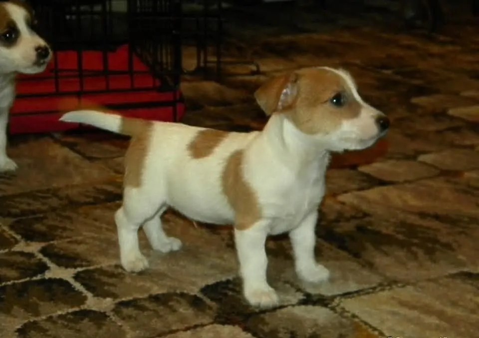 Jack Russell Terrier rodowodowe FCI po championach