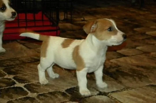 Jack Russell Terrier rodowodowe FCI po championach