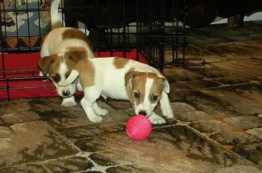 Jack Russell Terrier rodowodowe FCI po championach