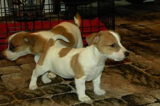 Jack Russell Terrier rodowodowe FCI po championach