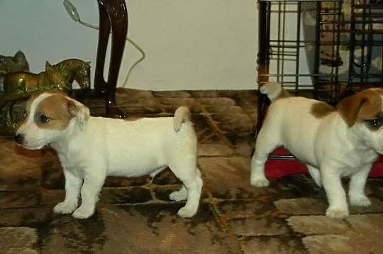 Jack Russell Terrier rodowodowe FCI po championach