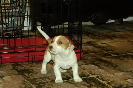 Jack Russell Terrier rodowodowe FCI po championach