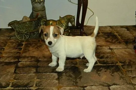 Jack Russell Terrier rodowodowe FCI po championach