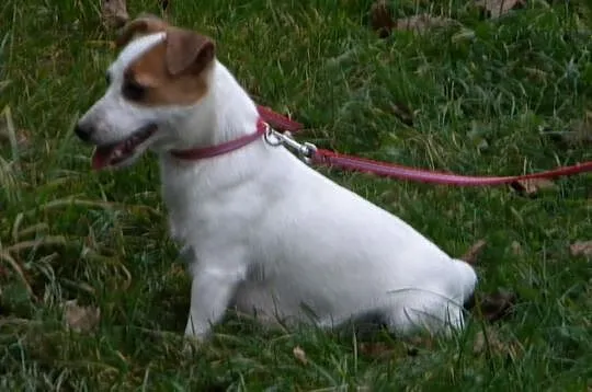 Jack Russell Terrier rodowodowe FCI po championach