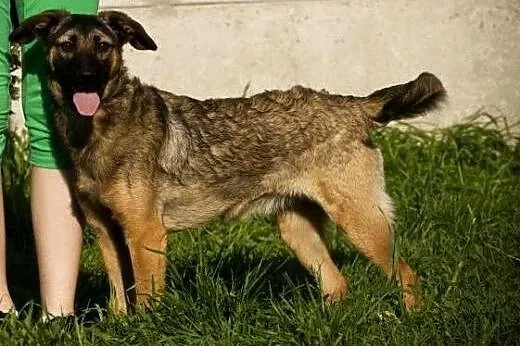 Tina - pozytywny wulkan energii, przyjazna suczka 
