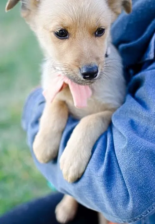 Słodka 3-miesięczna Fibi do adopcji, mazowieckie