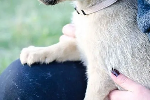 Słodka 3-miesięczna Fibi do adopcji,  mazowieckie 