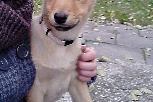 Słodka 3-miesięczna Fibi do adopcji,  mazowieckie 