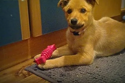 Słodka 3-miesięczna Fibi do adopcji,  mazowieckie 