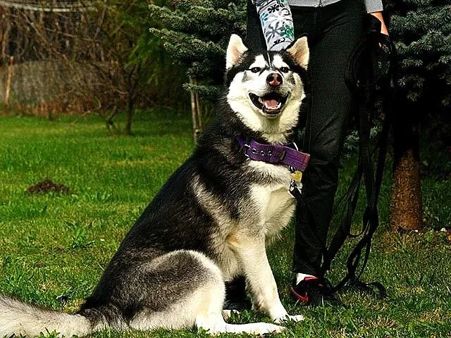 Bolo - przyjazny cwaniak, cudowny husky do adopcji