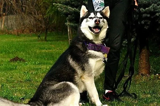 Bolo - przyjazny cwaniak, cudowny husky do adopcji