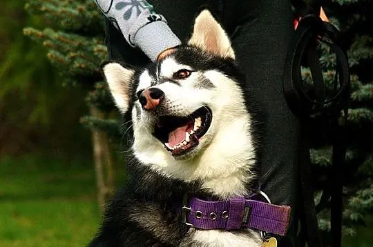 Bolo - przyjazny cwaniak, cudowny husky do adopcji
