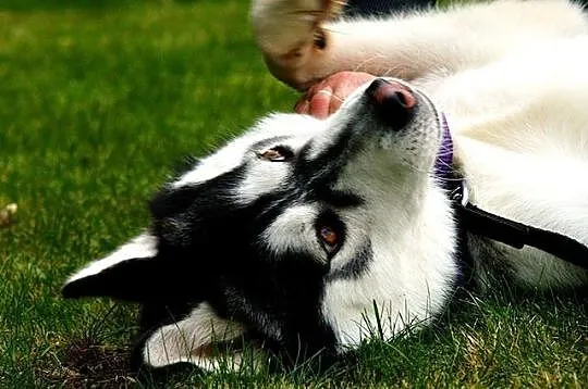 Bolo - przyjazny cwaniak, cudowny husky do adopcji